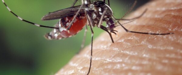 Dengue, uma doença silenciosa e fatal!